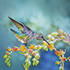 Hummingbird Foodie